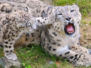 mouth, snow leopard, young