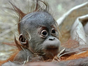 young, orangutan