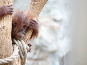 young, orangutan