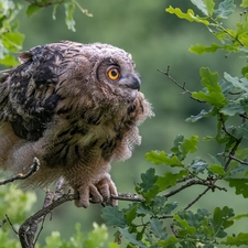 Eurasian Eagle-Owl, owl, oak, Leaf, trees, young