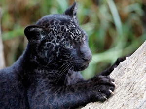 young, Panther