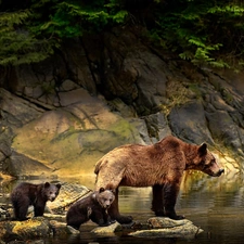 rocks, water, she-bear, young, Brown bear