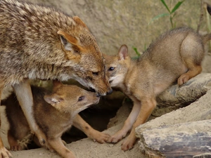 rocks, she-wolf, young