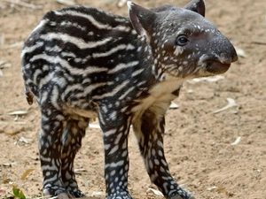 young, Tapir