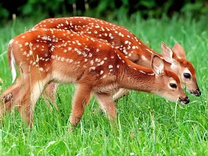 Two, deer, grass, young