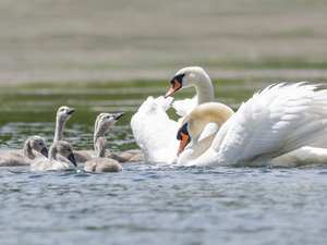 Family, young, White, Swan, birds