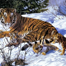 winter, Three, young, tiger