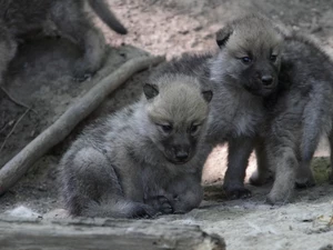 wolves, Two cars, young