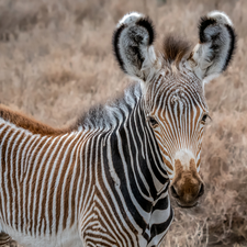 young, Zebra