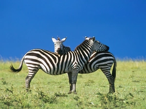 zebra