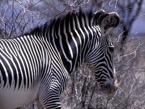Zebra