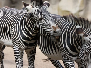 zebra