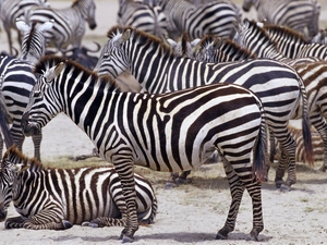zebra, Africa