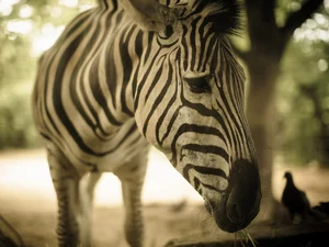 Zebra, blur