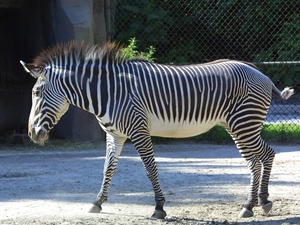 Zebra, Fance