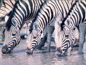 zebra, watering place