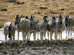zebra, watering place
