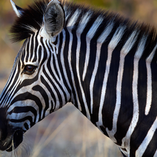 Zebra, profile