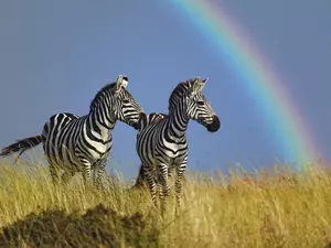 zebra, Great Rainbows