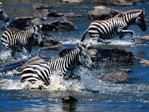 zebra, River