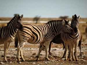 zebra, savanna