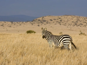 Zebra, savanna