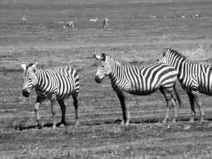 zebra, savanna, Three