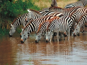 watering place, herd, zebra