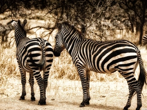 zebra