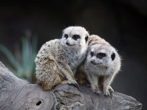 zoo, Two, Meerkats