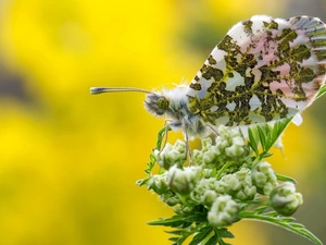 butterfly, Zorka