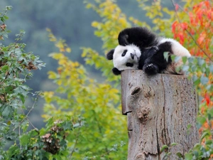 zpabda, trunk, forest, trees, resting, little bear, small, viewes