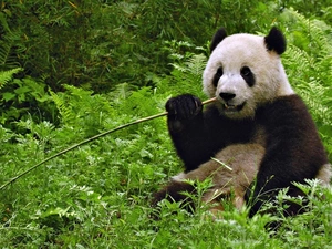 grass, teddy bear, zpabda