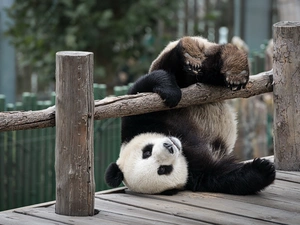 Hurdle, teddy bear, zpabda