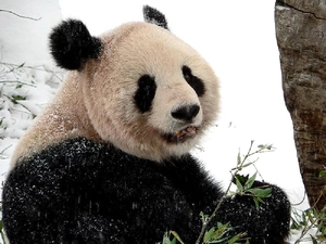 zpabda, black, White